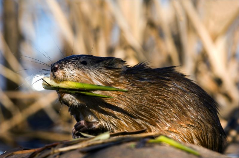 Muskrat Removal