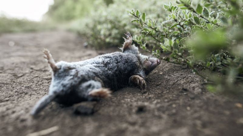 What To Expect During Professional Wildlife Removal Service