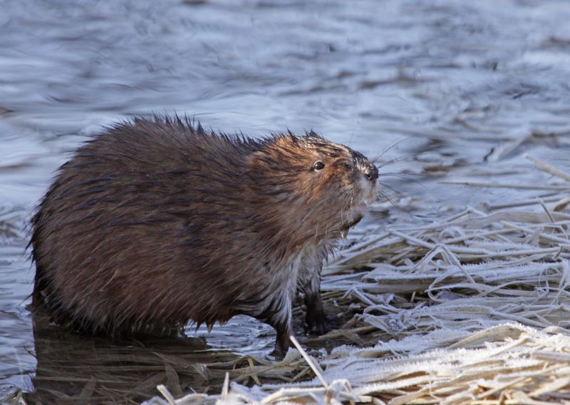 Professional Muskrat Removal Protects Landscaping!
