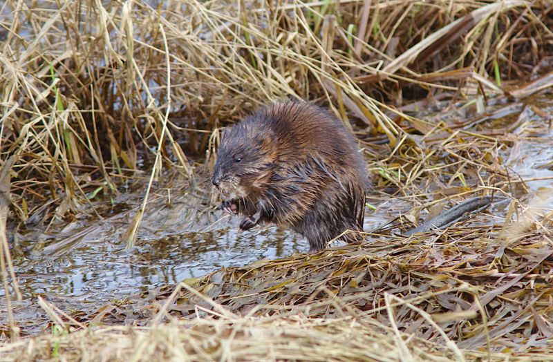 Removing Muskrats Preserves Water Bodies!