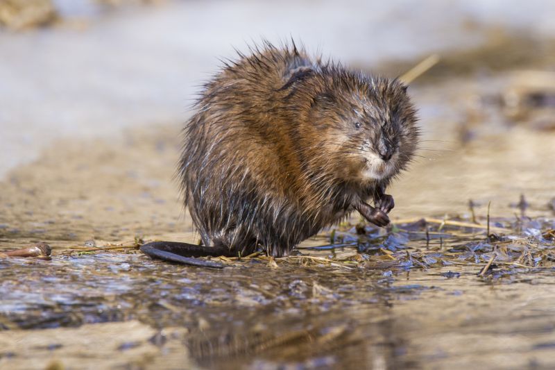 Removing Muskrats Prevents Property Damage!